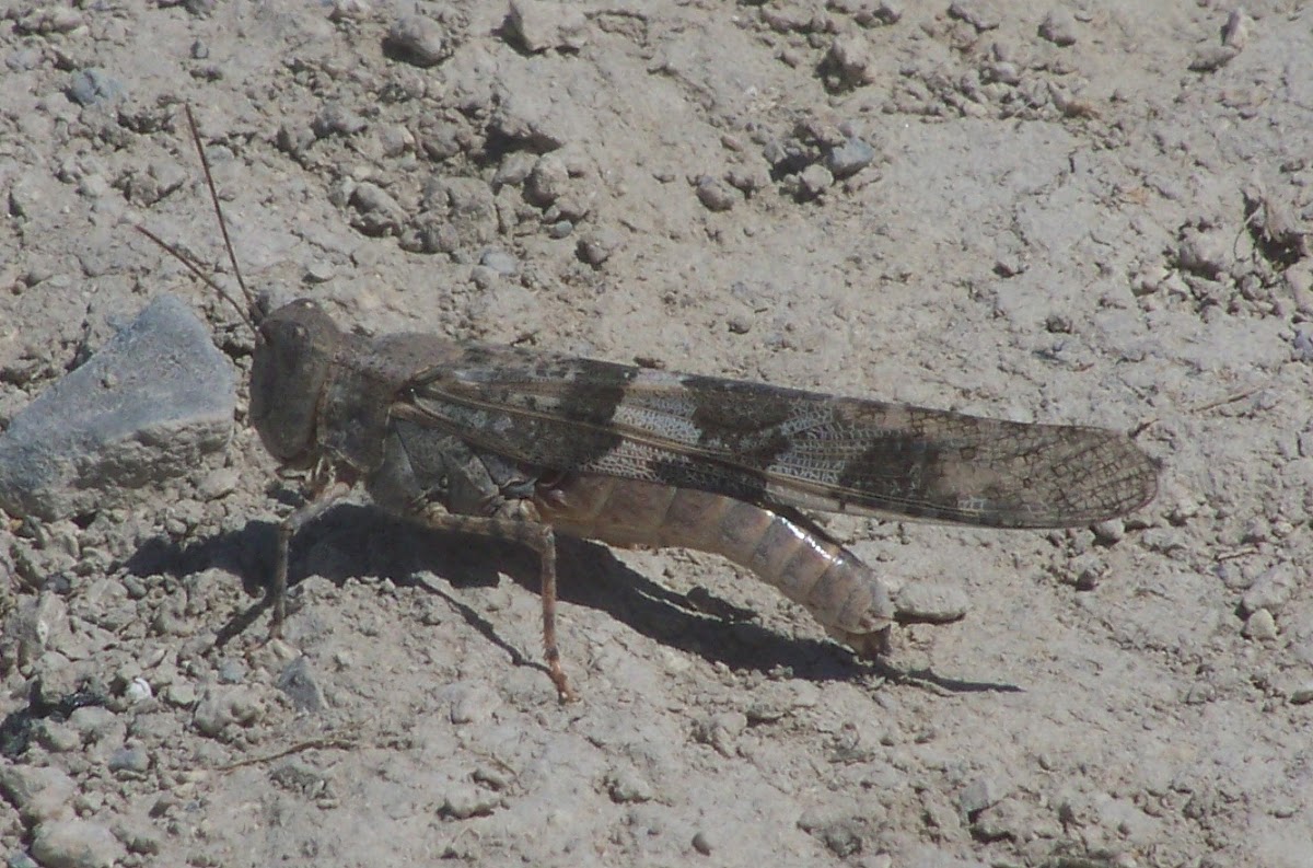 Band winged grasshopper