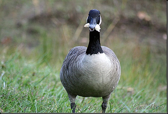 Geese_Bread