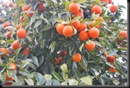 Menton Oranges