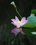 Lotus, near Batu Feringgi, Penang