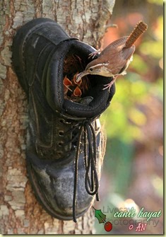 boot as nest