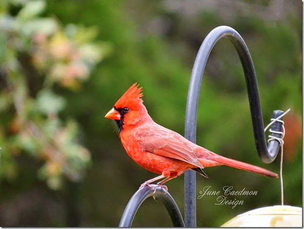 Cardinal_Feeders2
