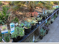 Uc Berkeley Botanical Garden Spring Plant Sale