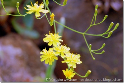 1260 Artenara-Acusa(Balillo apispillo) 1260 Artenara-Acusa(Balillo apispillo)