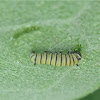 Monarch Butterfly Larva (First Instar)