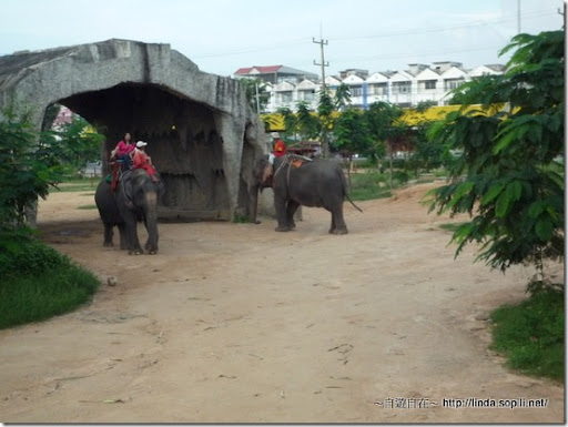 泰國芭達雅-騎大象4
