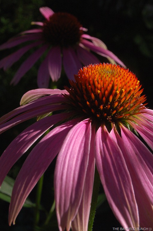 [DSC_0006-6%255B3%255D.jpg]