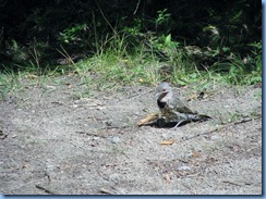 7254 Restoule Provincial Park - (yellow-shafted) Northern Flicker
