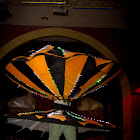 IMG_6851.jpg