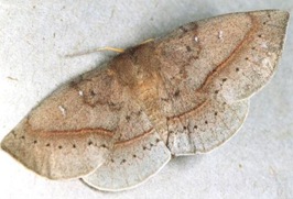 female moth