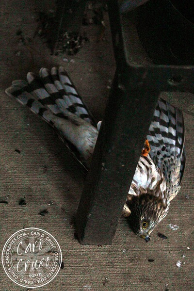 [2011-10-16-07-34-26-ccedit%255B10%255D.jpg]