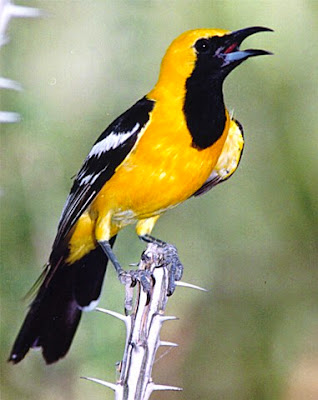 Download mp3 suara burung oriole (icterus) hooded oriole