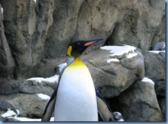 0099 Alberta Calgary - Calgary Zoo Penguin Plunge - King penguin