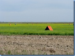 1967 Alberta Hwy 879 North - orange tents are shelters for the bees which pollinate the canola