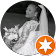 falangela ford