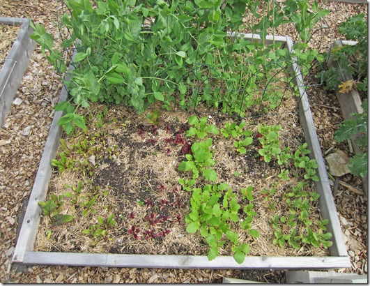 Peas (rear), beets, radishes and turnips