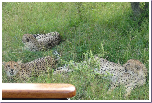 Hoedspruit-África-do-Sul-Safari-Game-Drives-Leopardos
