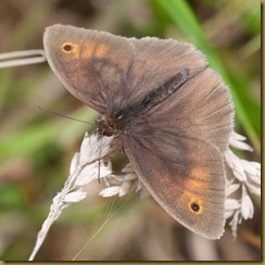 Common Brown
