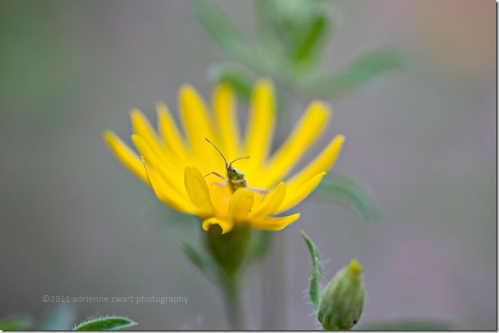 Bug peeking out of yellow flower - photo by Adrienne Zwart