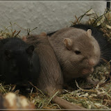 Jake, Simon, Simon und Elwood