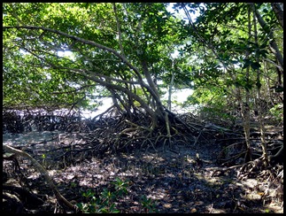 04g2 - Bay Shore Loop Trail - Red Mangroves