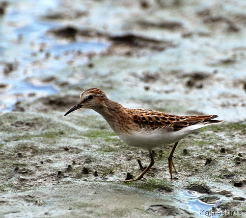 15. Least Sandpiper-kab