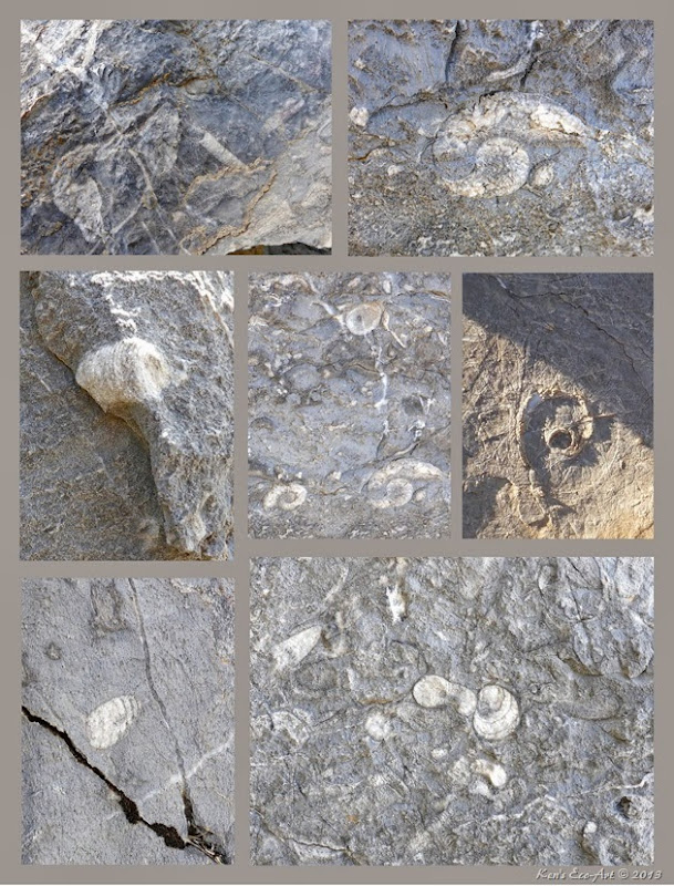 Mudmound Fossils