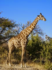 girafe angolaise