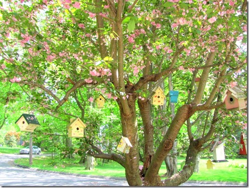 birdhouse tree