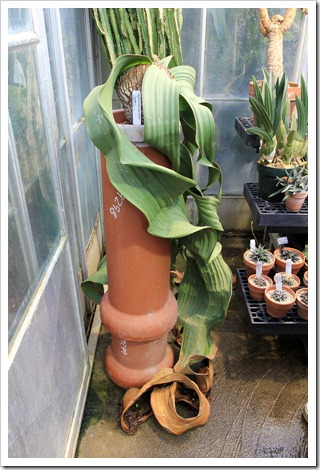 130202_UCDavis_Welwitschia-mirabilis_10