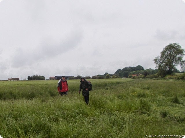 barley field (wet!)