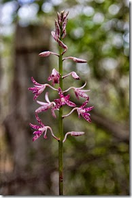 ground-orchid
