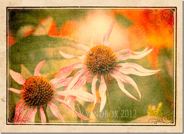 Giant Coneflowers with Topax Adj and Textures and CS Frame