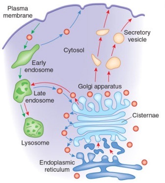The Golgi apparatus modifies and sorts proteins for transport throughout the cell.