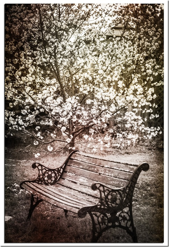 Bench by Cherry Tree BW with textures