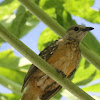 Fawn-breasted Bowerbird