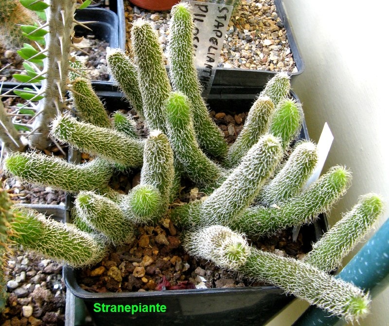 [Stapelianthus-pilosus-2011-07-032.jpg]