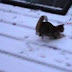 Funny dogs and cats playing in the snow - Funny animal compilation