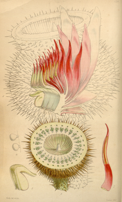 615px-Curtis's_Botanical_Magazine,_Plate_4278_(Volume_73,_1847)