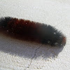Woolly bear caterpillar