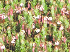 cranberries in bloom2011