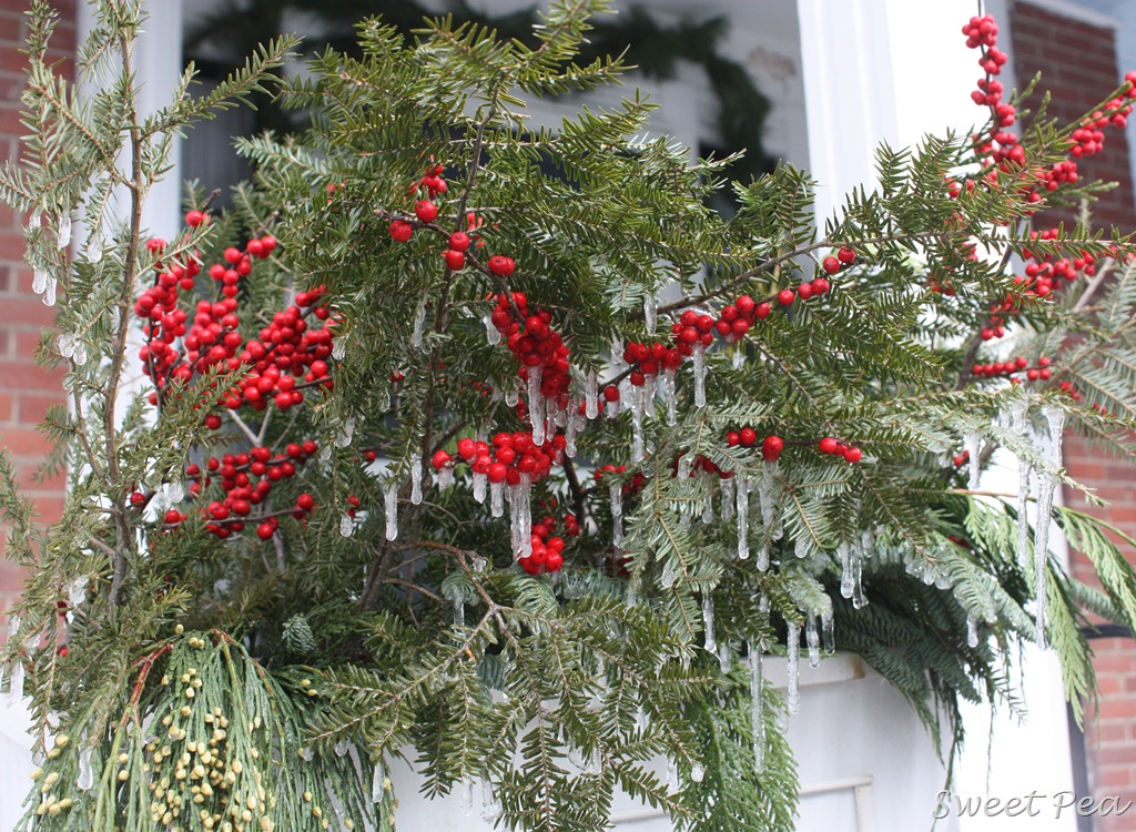 [Berries%2520with%2520ice%255B2%255D.jpg]