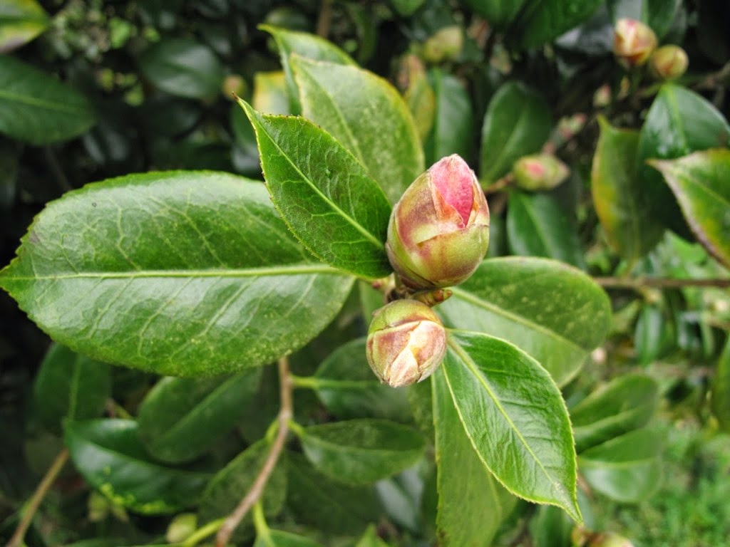 [camellia-buds4.jpg]