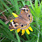 Buckeye butterfly