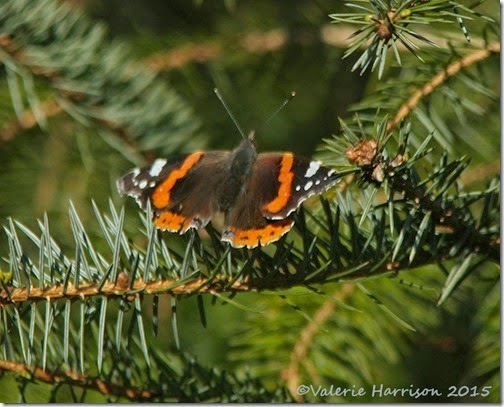 18 Red-admiral