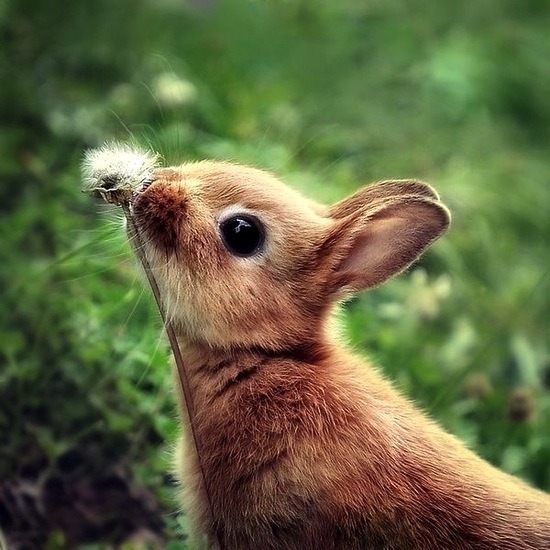 [conejos%2520con%2520flor%2520%25285%2529%255B2%255D.jpg]