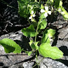 Wild radish