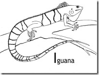 iguana blogcolorear (10)