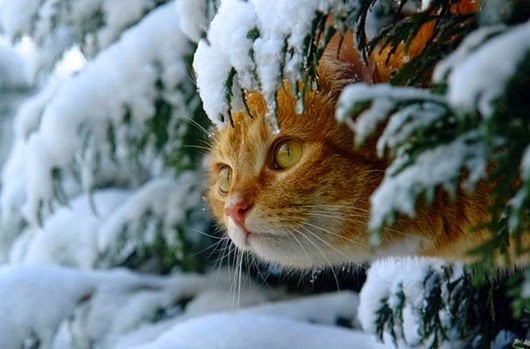 68467776_cats_and_snow_