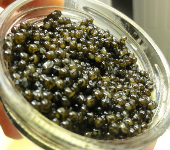 JordanCircuit CAVIARS (Expensive Luxury Fish Eggs) One of the world